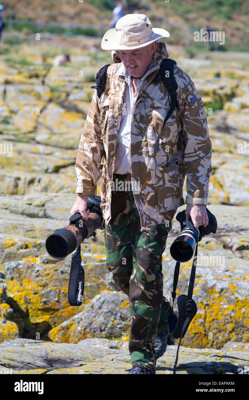 Un photographe sur les îles Farne, Northumberland, Angleterre, parmi les oiseaux marins. Banque D'Images