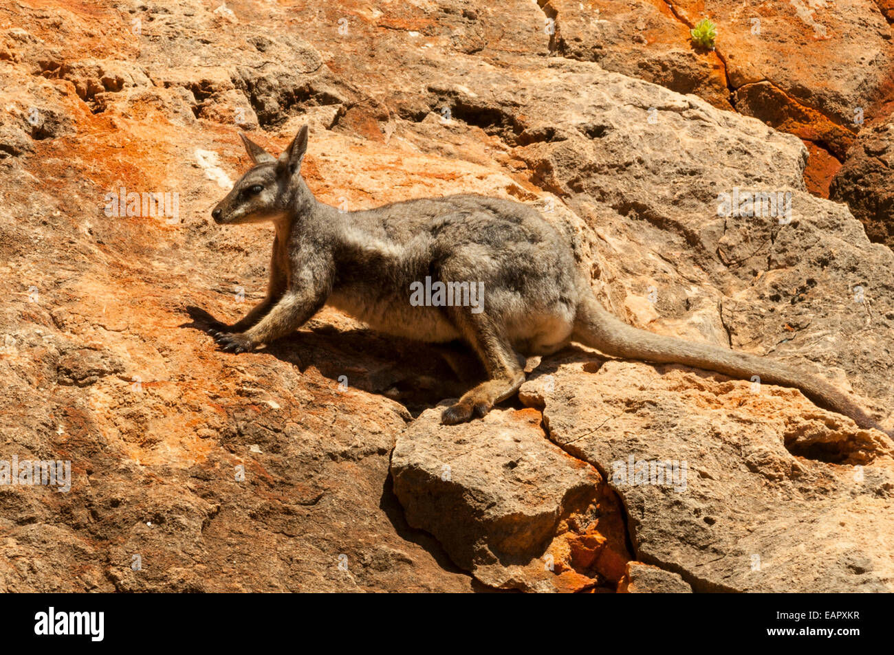 Black-footed Rock Wallaby, Petrogale lateralis Meyers Manx dans Gorge Creek Banque D'Images