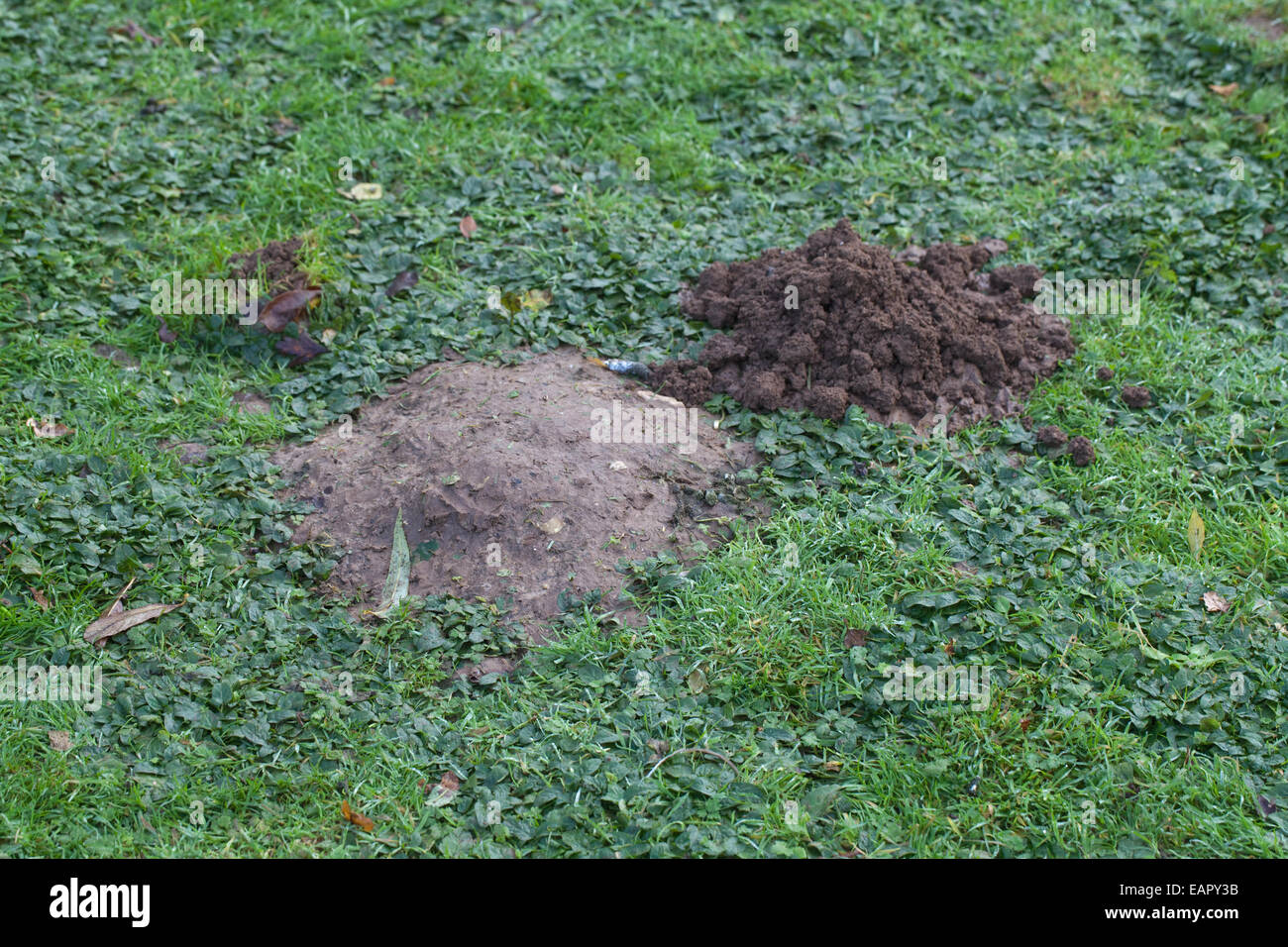 Mole hills (Talpa europaea). Milieu, plus mound ; à droite, les tumulus. Haut à gauche nouveau mound, est poussé vers le haut au-dessus d'une surface d'herbe Banque D'Images