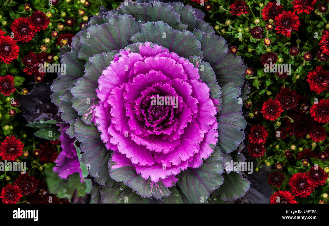 Avec l'automne coloré ornement rose kale close up et rouge mamans avec gouttes de pluie dans un jardin, New York, New England automne en vertical le jardin Banque D'Images