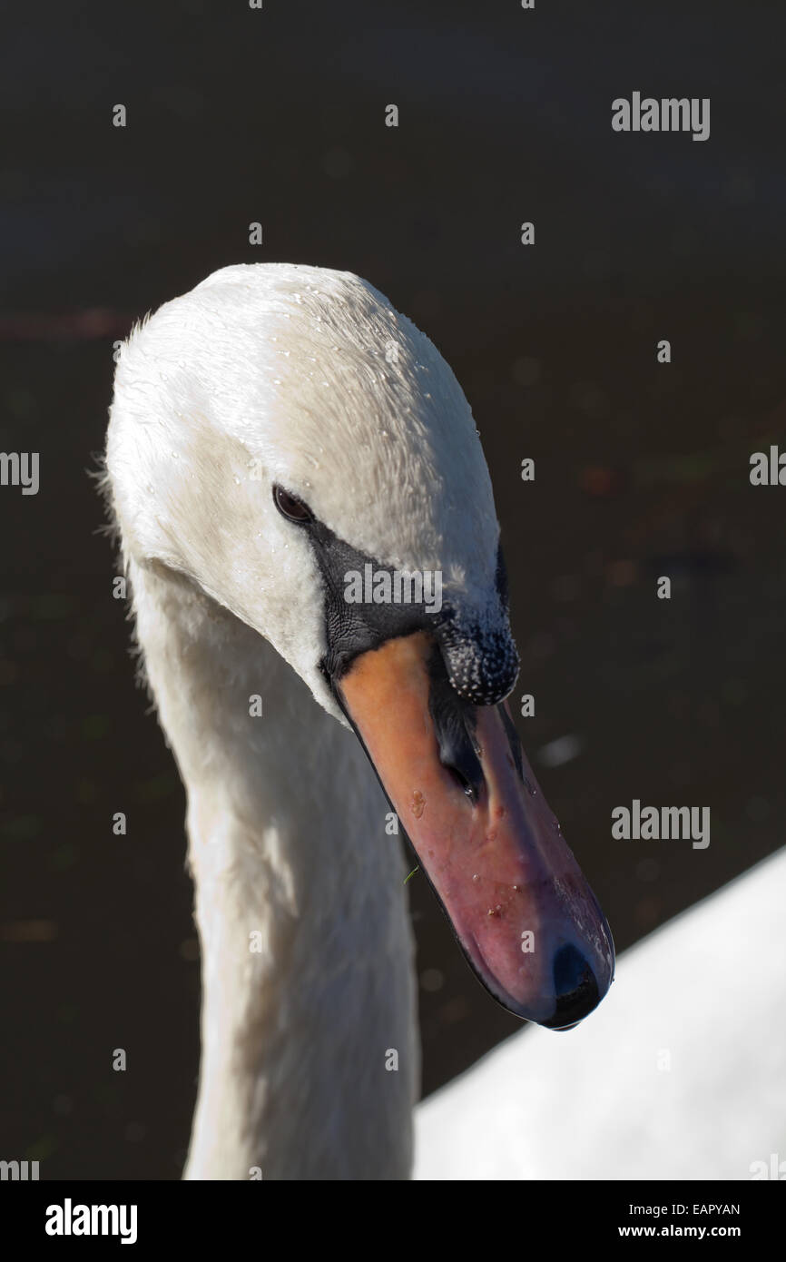 Mute Swan (Cygnus olor). Portrait. La tête. Caroncule, ou loi montrant le bouton, et l'ONÉ ou l'ongle. Banque D'Images