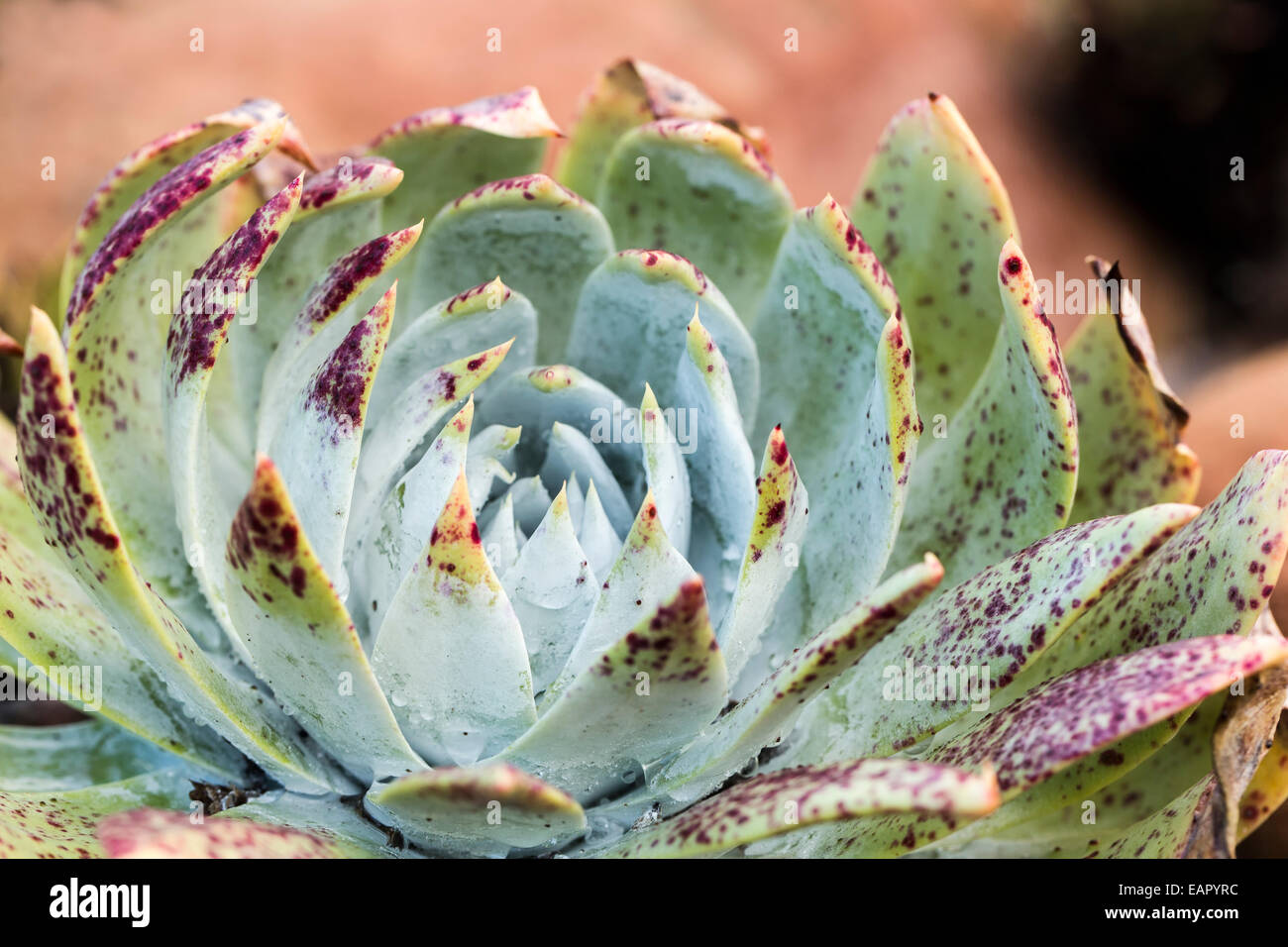 Gouttes de pluie sur les succulentes colorés Banque D'Images