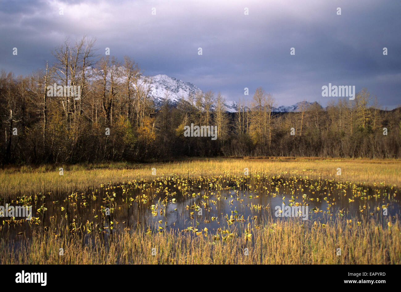 Alaska, Haines, vallée de la rivière Chilkat, la lumière du soleil sur le Marais, montagnes en arrière-plan. Banque D'Images