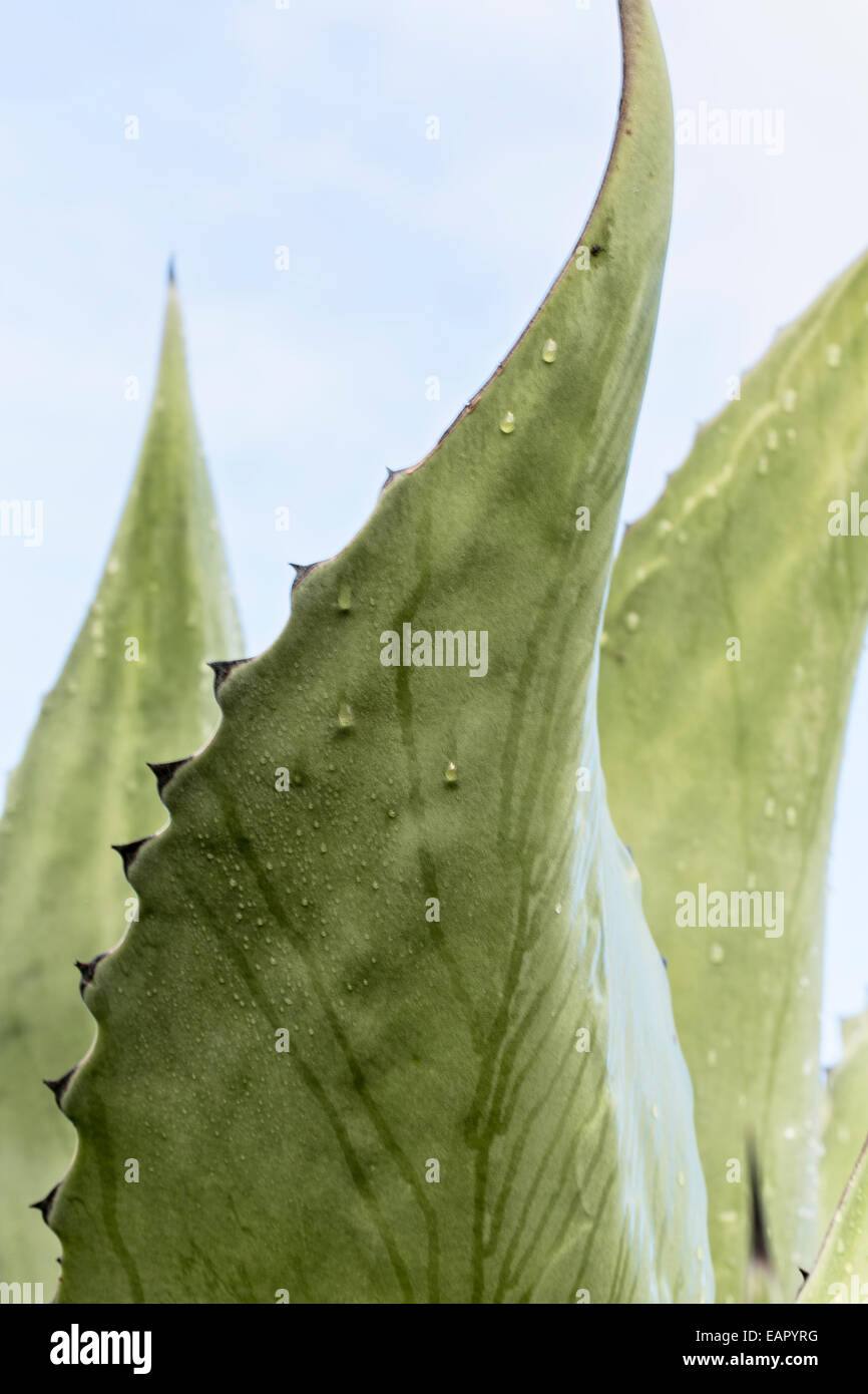 Une pluie de Agave Banque D'Images
