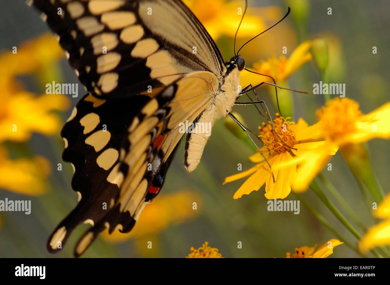 Papilio cresphontes, grand porte-queue, le sud de la Californie Banque D'Images