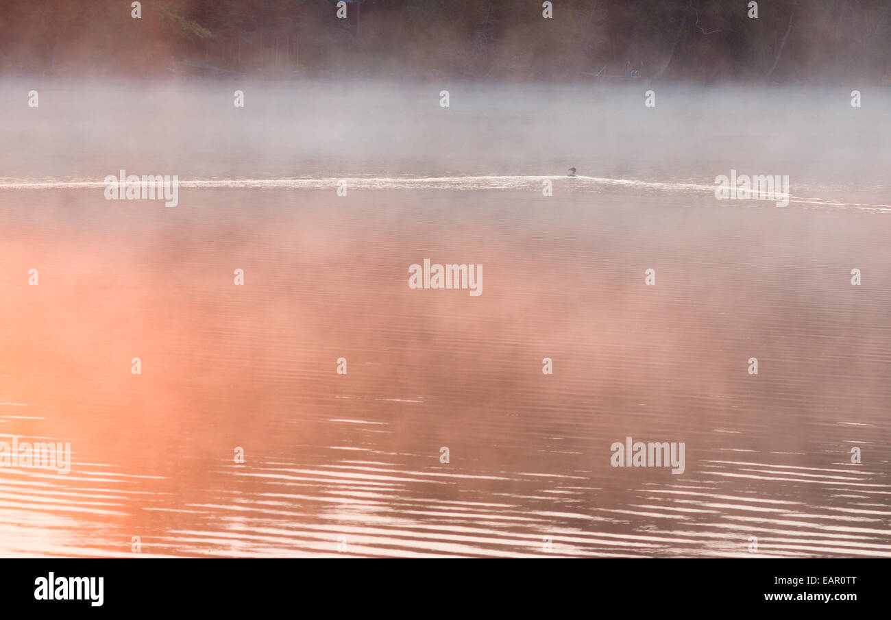 La vague de proue Loon, Matin brumeux. Un huard crée une vague de proue en forme de v qu'il nage dans un lac brumeux, à l'aube. Banque D'Images