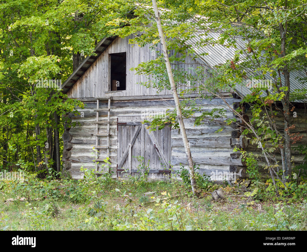 Weathered barn journal avec loft échelle. Un old weathered barn journal maintenant entouré de bois a une échelle fixée pour l'accès à un op Banque D'Images