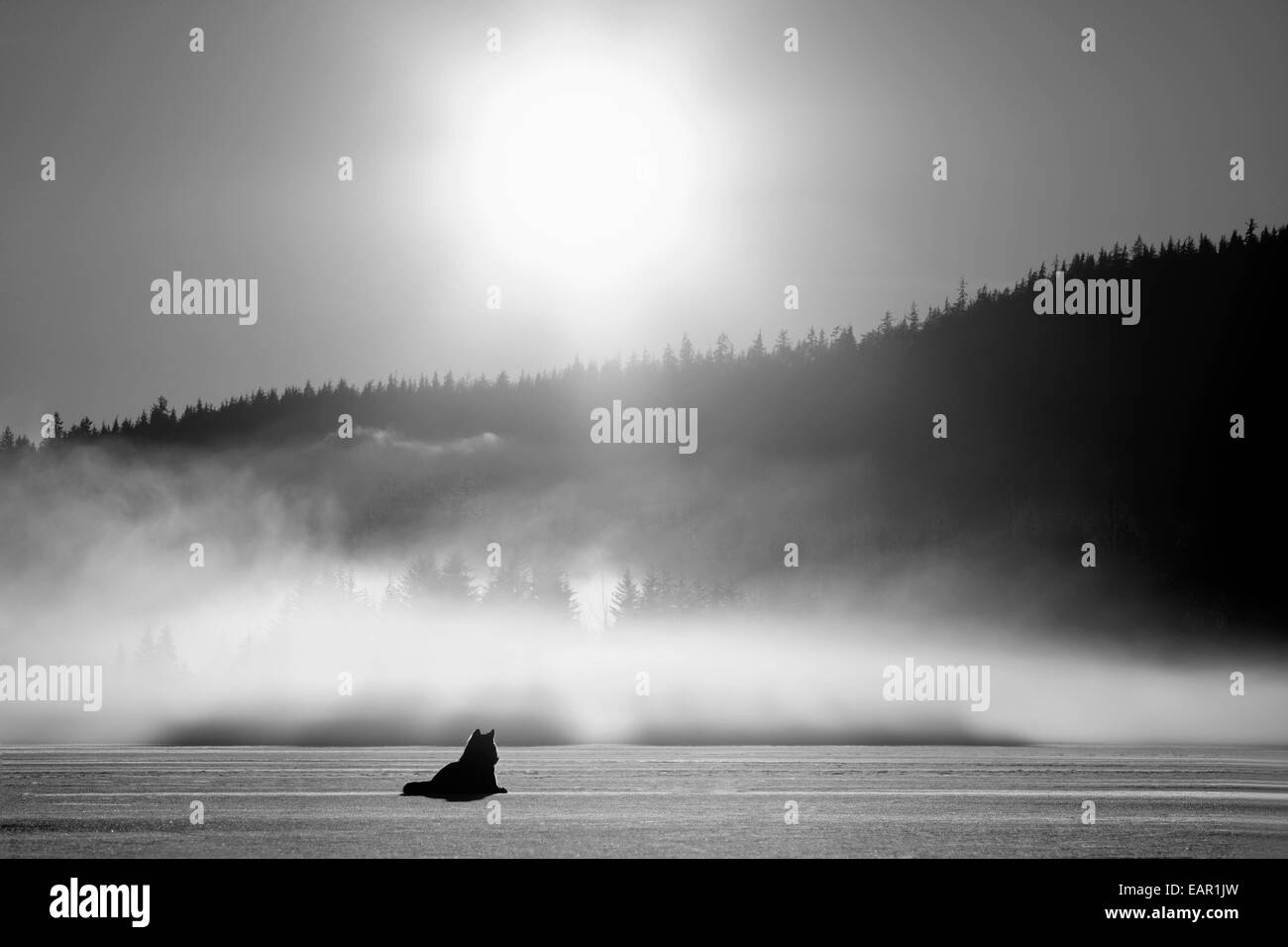 Wolf se dorant dans la lumière du soleil près de Juneau. L'hiver dans la forêt nationale de Tongass en Alaska du Sud-Est. Composite. Banque D'Images