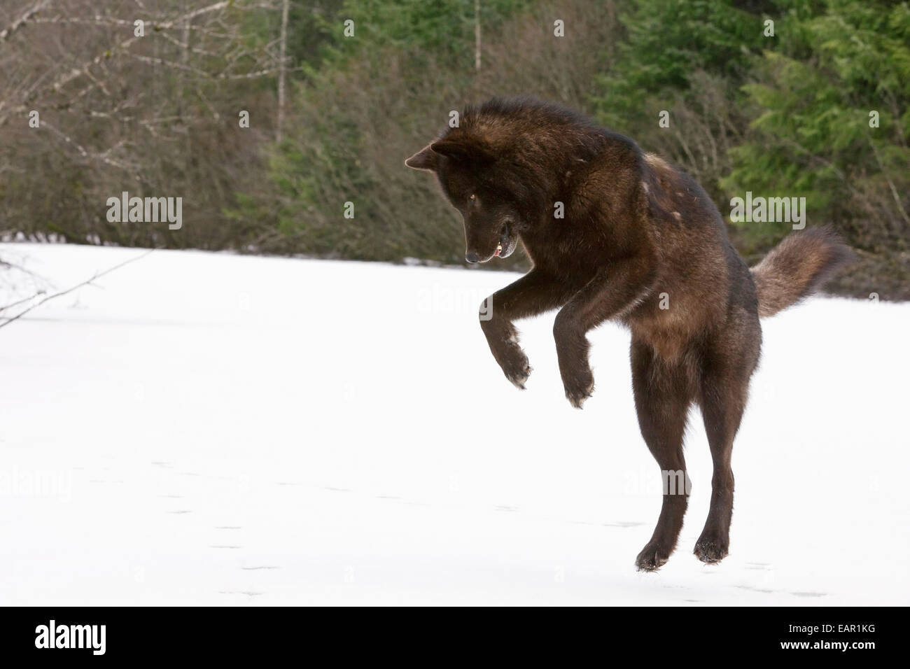 Loup mâle adulte comportement ludique des expositions et l'hypocrisie, la forêt de Tongass en Alaska du Sud-Est Banque D'Images