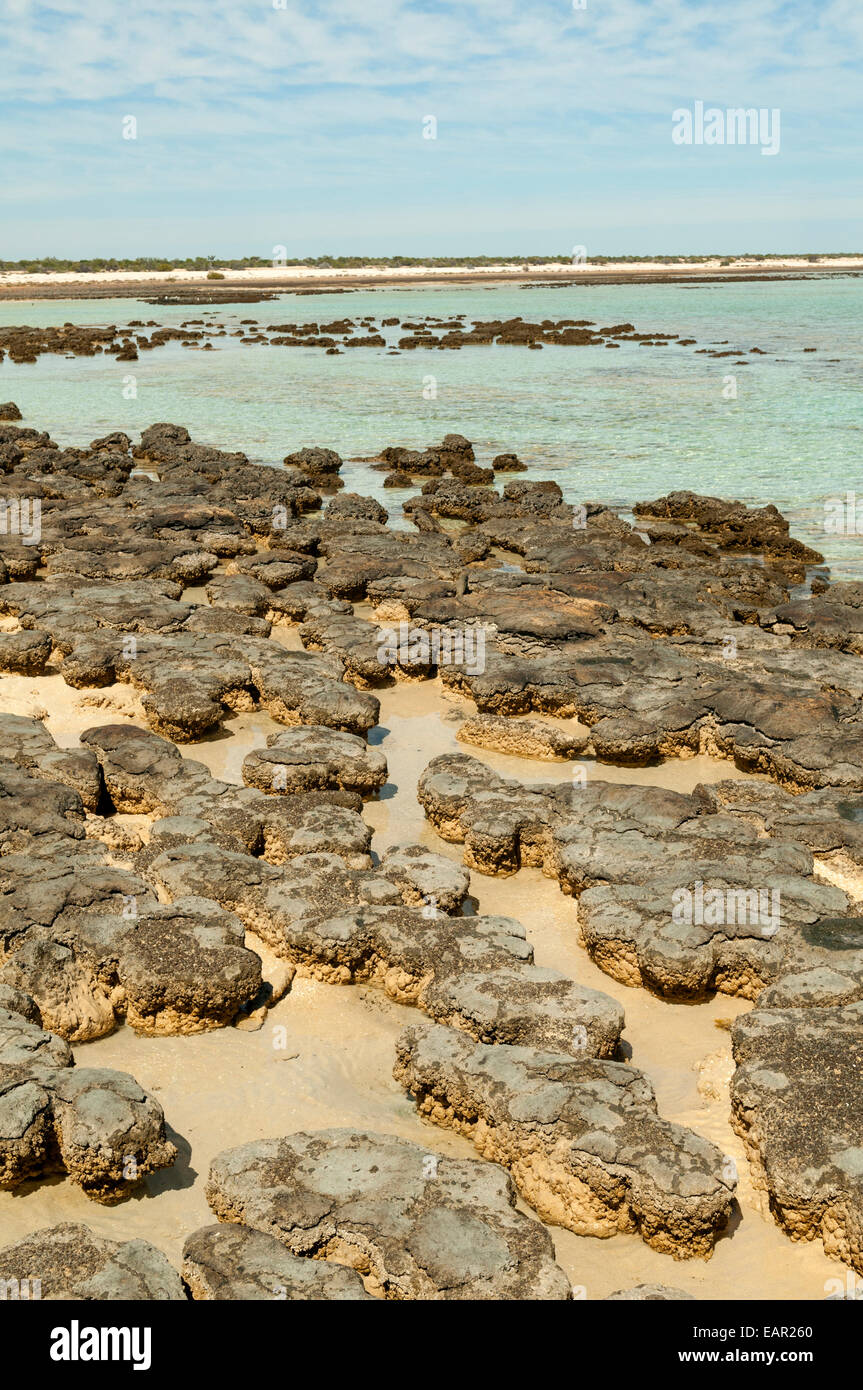 Les stromatolites à Hamelin Bay, Shark Bay Marine Park, WA, Australie Banque D'Images