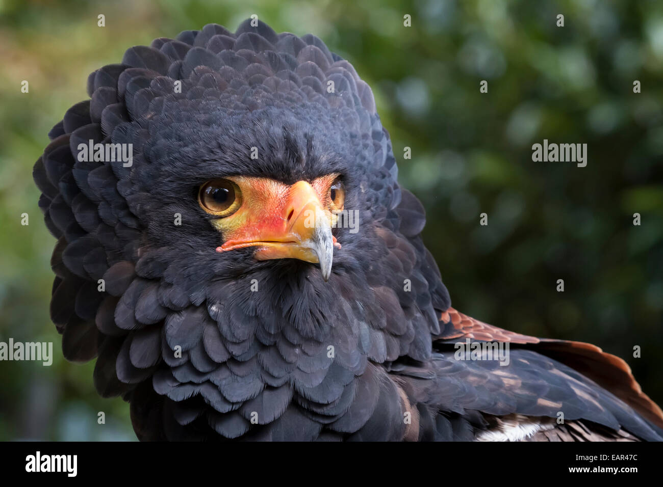 Fermer les photographie d'un aigle bateleur affichant la tête de plumes. Banque D'Images