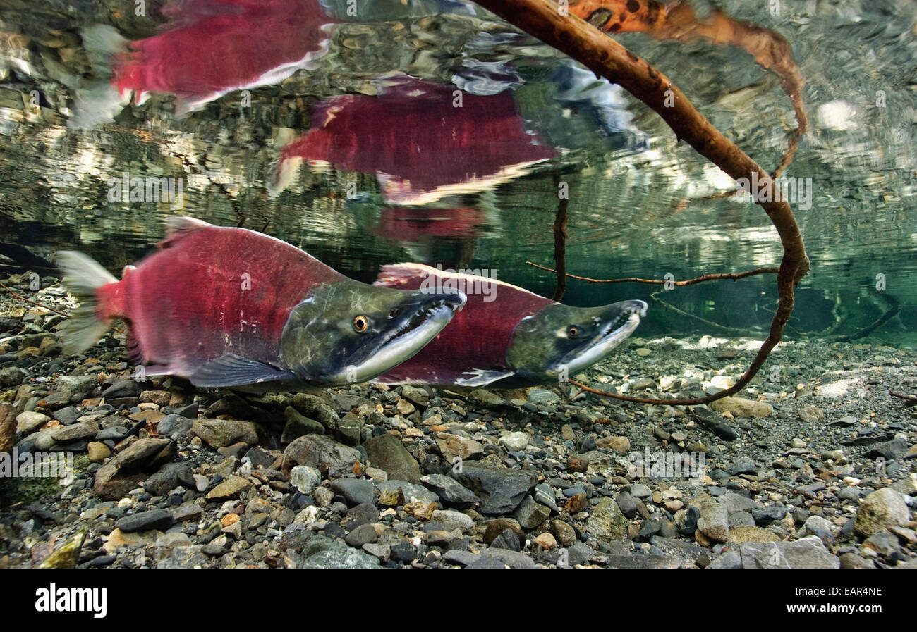 L'Alaska,adultes,Close Up,Copper River Delta Banque D'Images