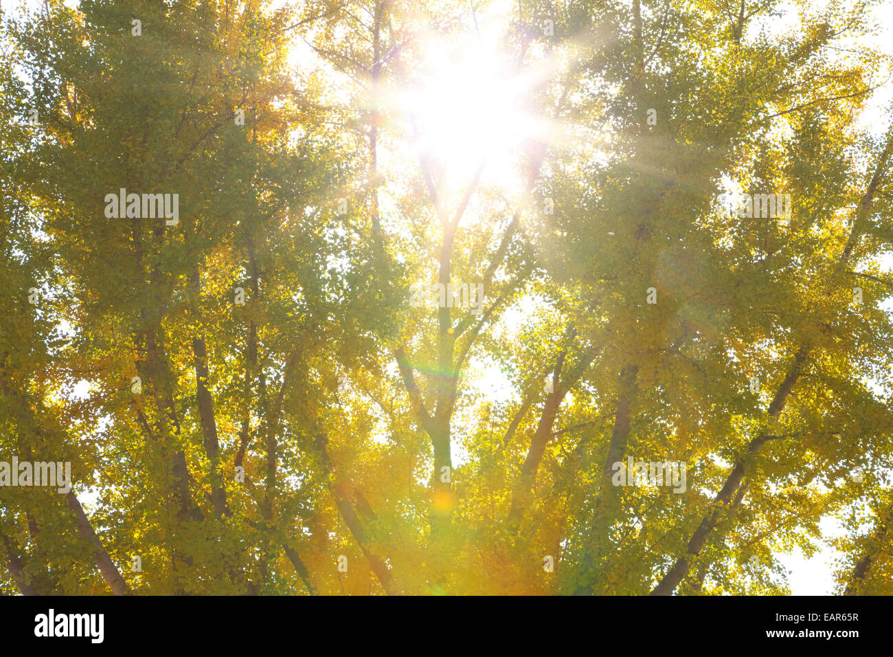 Feuilles d’automne Banque D'Images