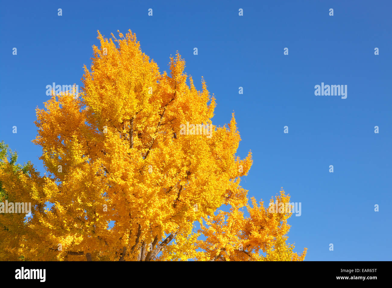 Feuilles d’automne Banque D'Images