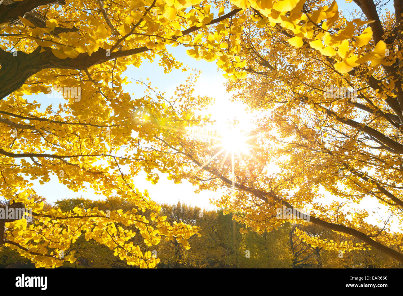 Feuilles d’automne Banque D'Images