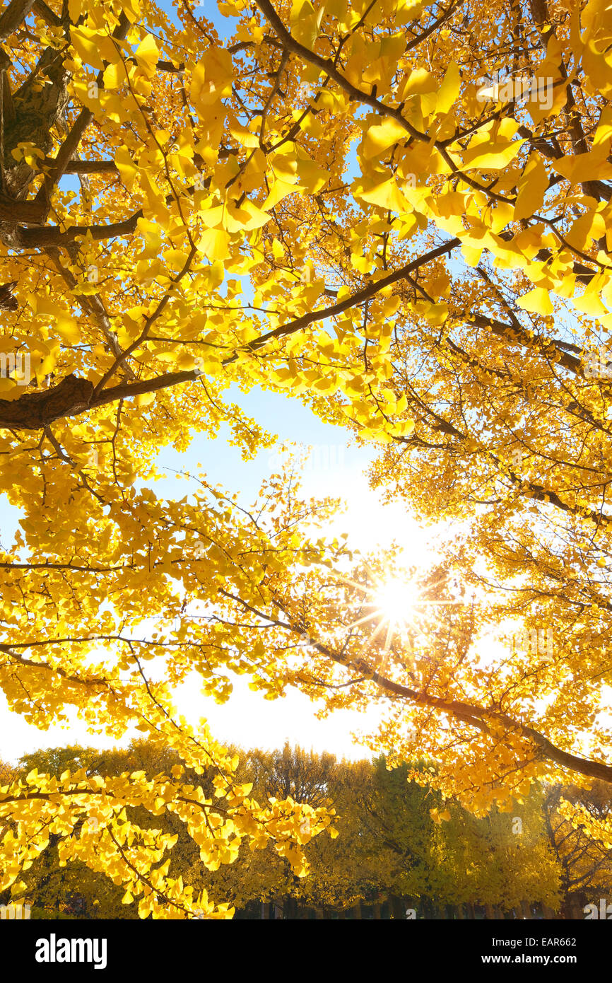 Feuilles d’automne Banque D'Images