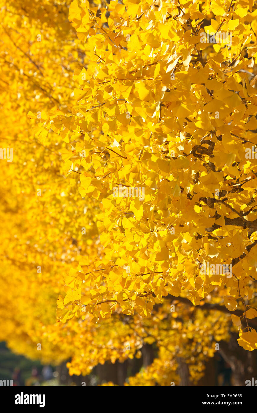 Feuilles d’automne Banque D'Images