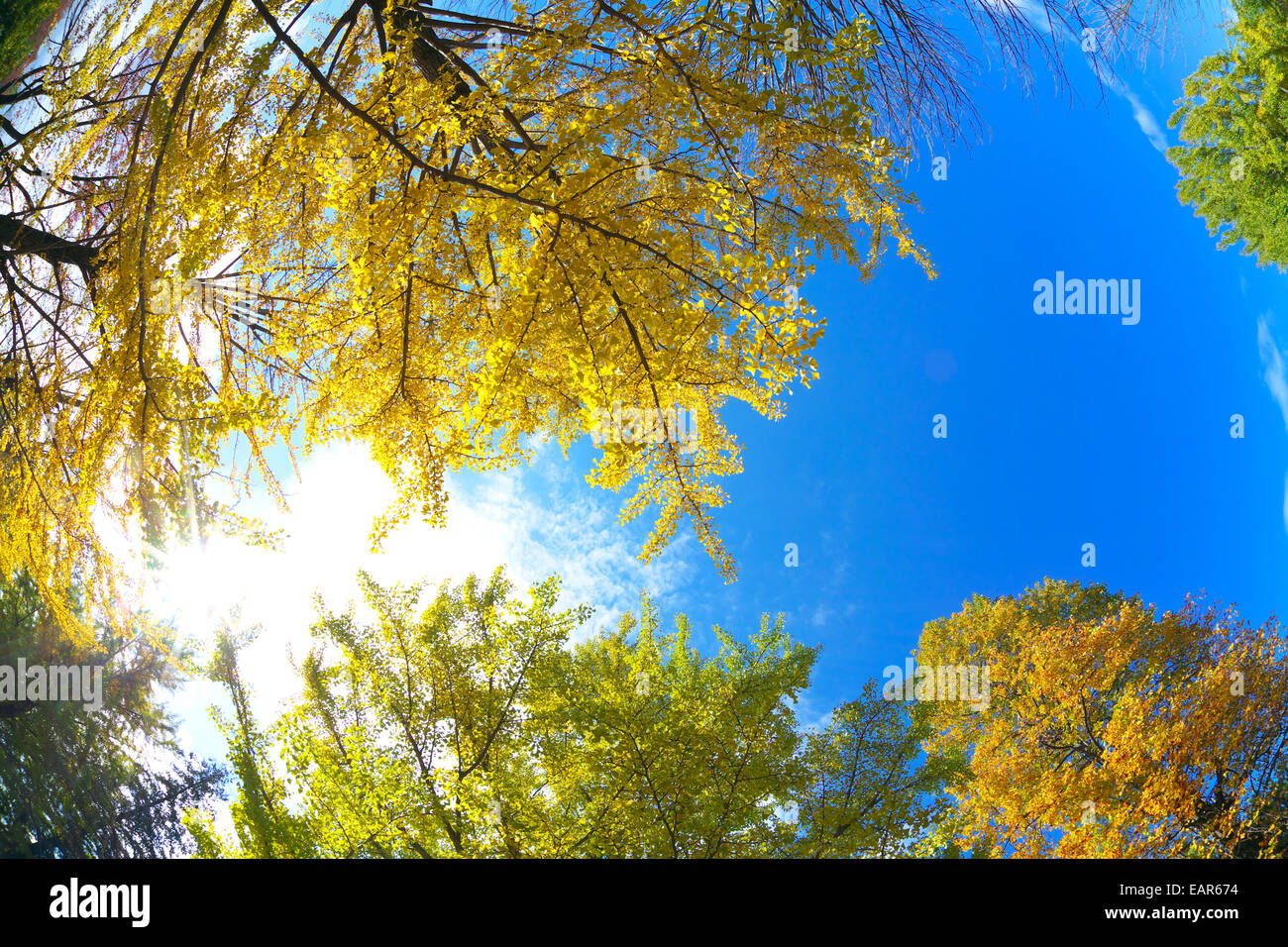 Feuilles d’automne Banque D'Images