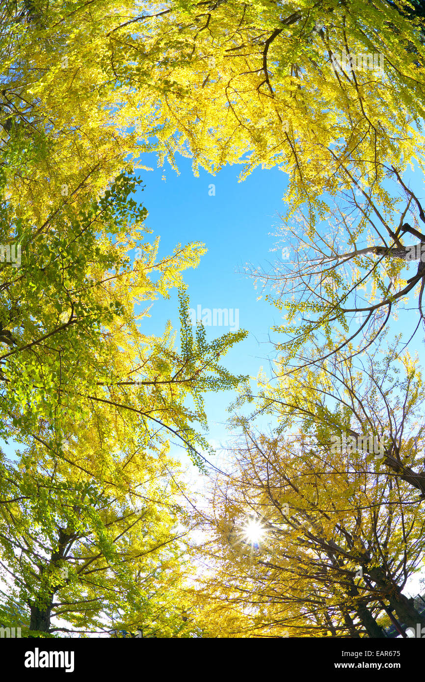 Feuilles d’automne Banque D'Images