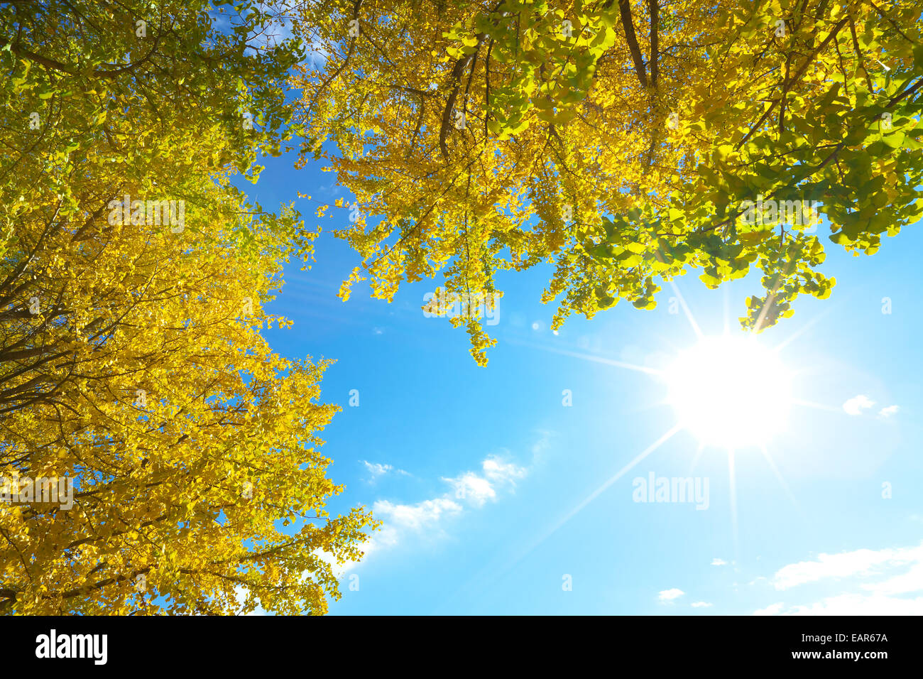 Feuilles d’automne Banque D'Images