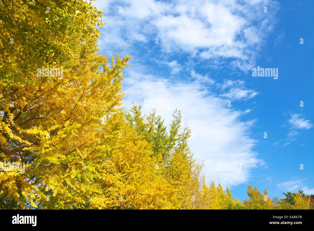 Feuilles d’automne Banque D'Images