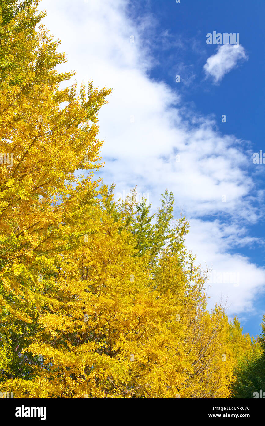 Feuilles d’automne Banque D'Images