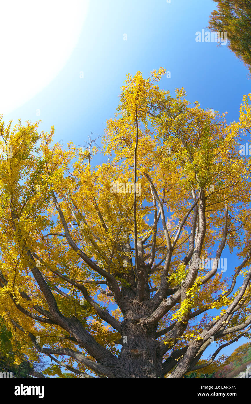 Feuilles d’automne Banque D'Images