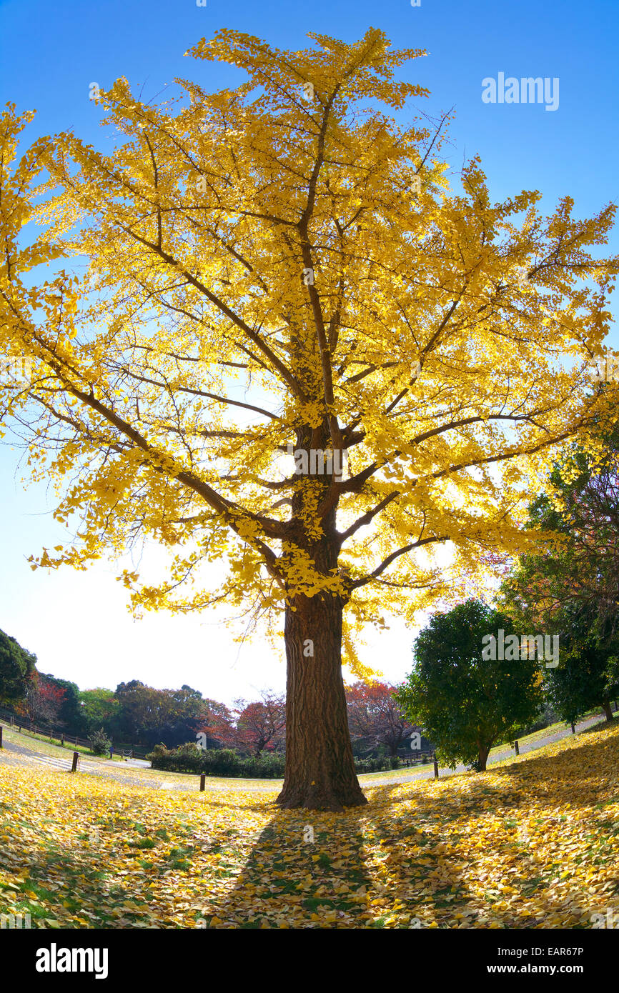 Feuilles d’automne Banque D'Images