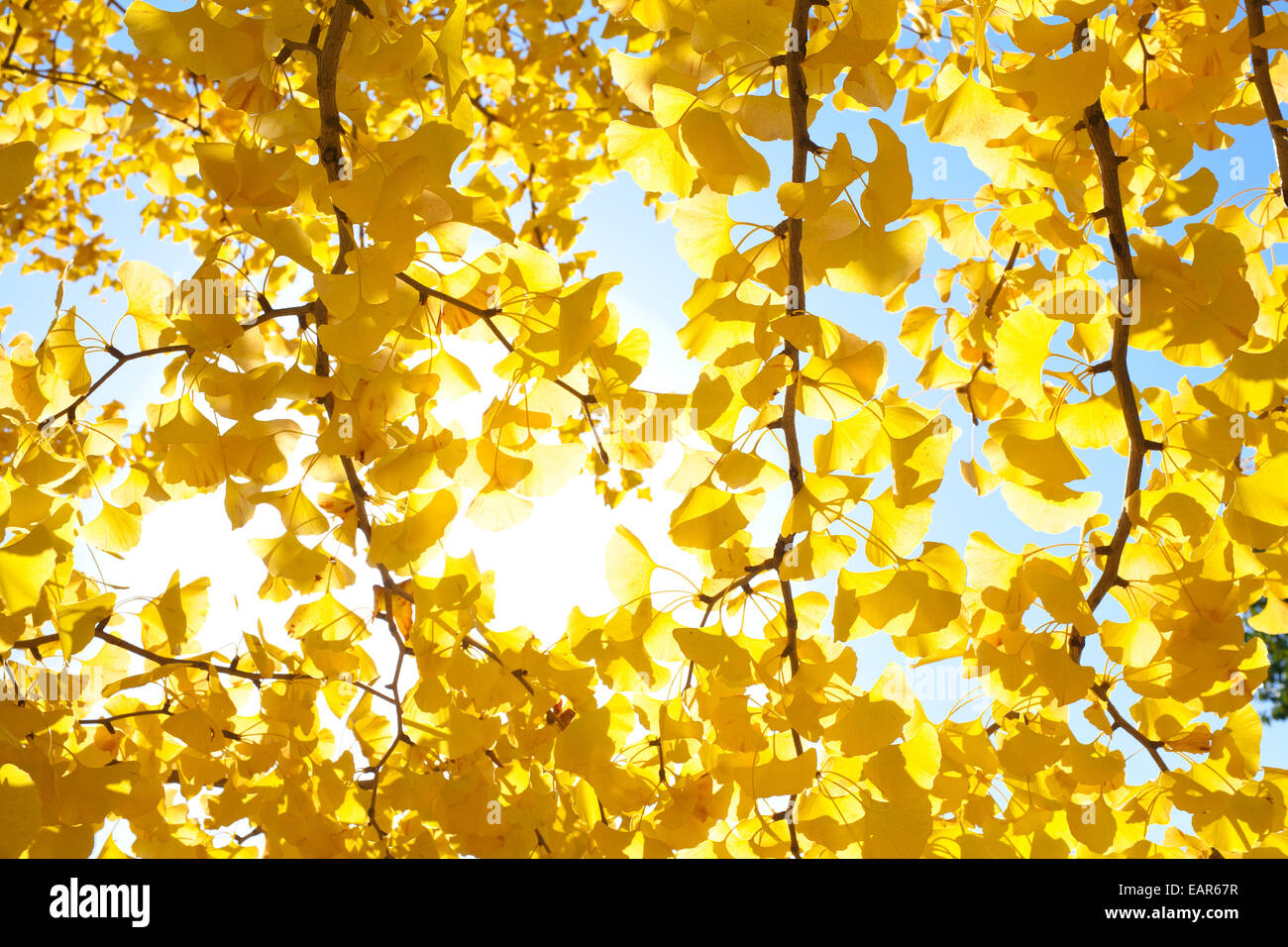 Feuilles d’automne Banque D'Images