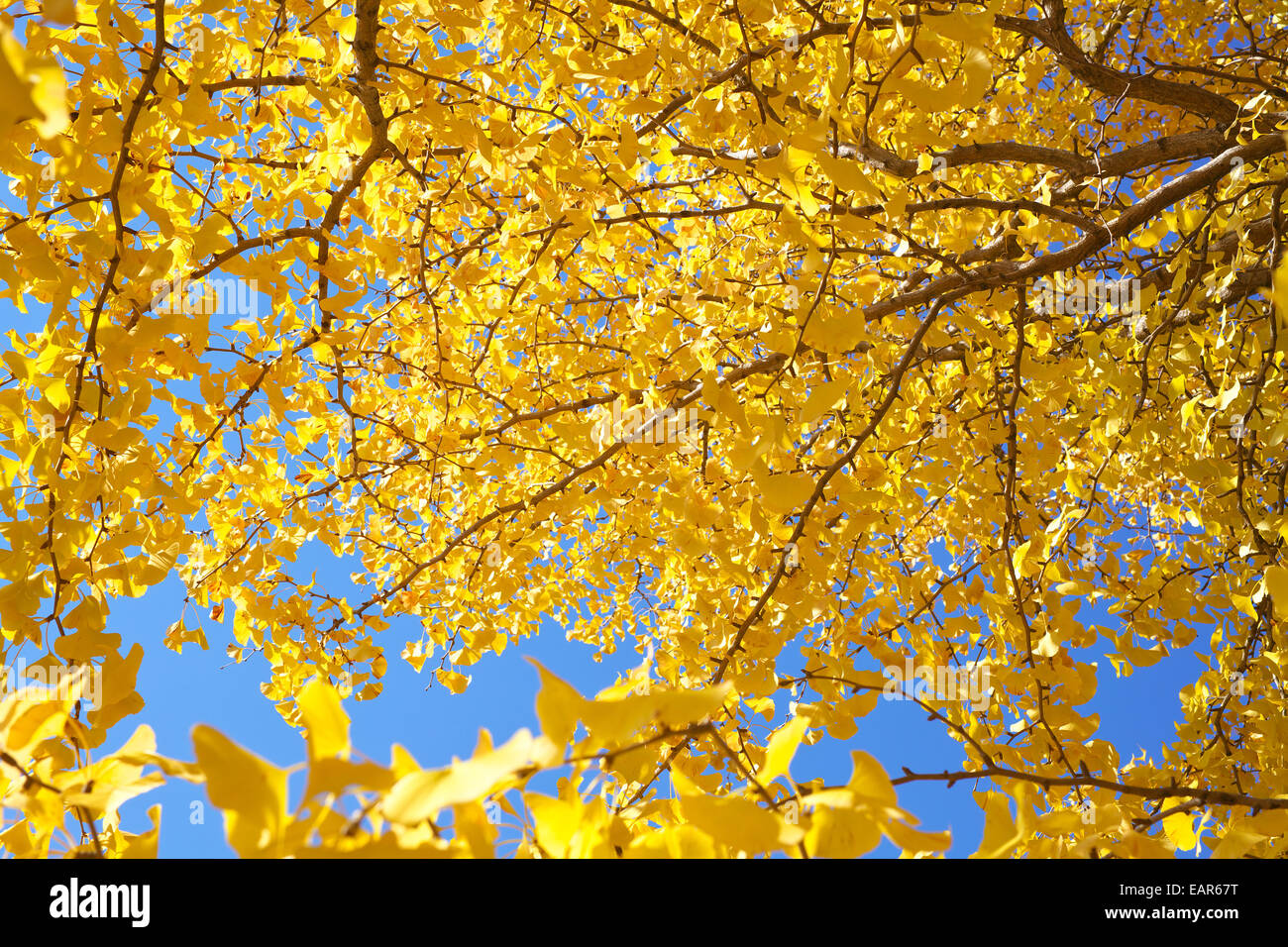 Feuilles d’automne Banque D'Images