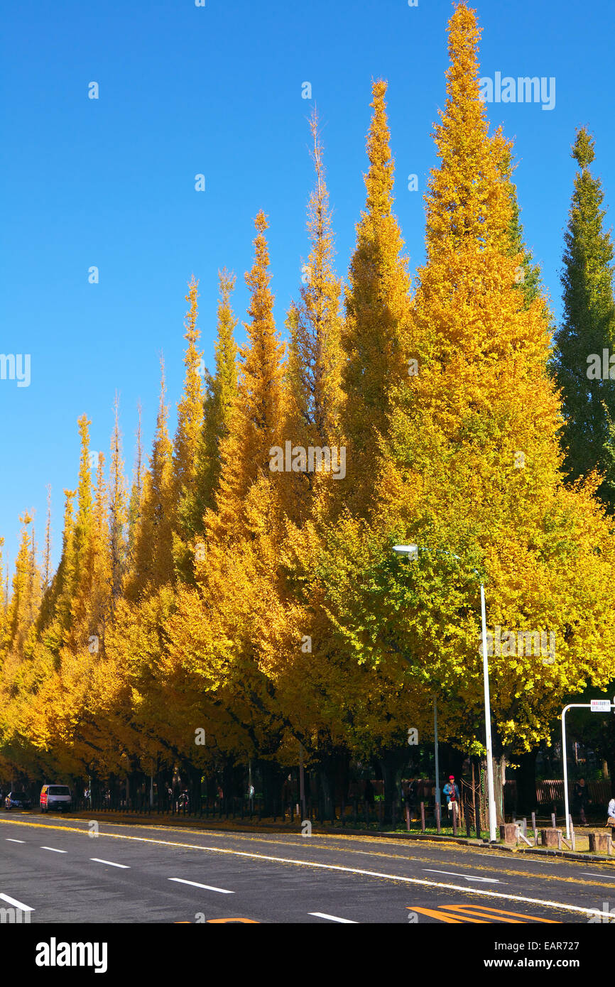 Feuilles d’automne Banque D'Images