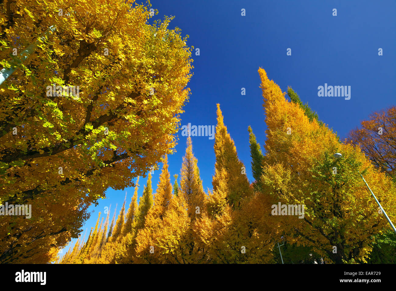 Feuilles d’automne Banque D'Images