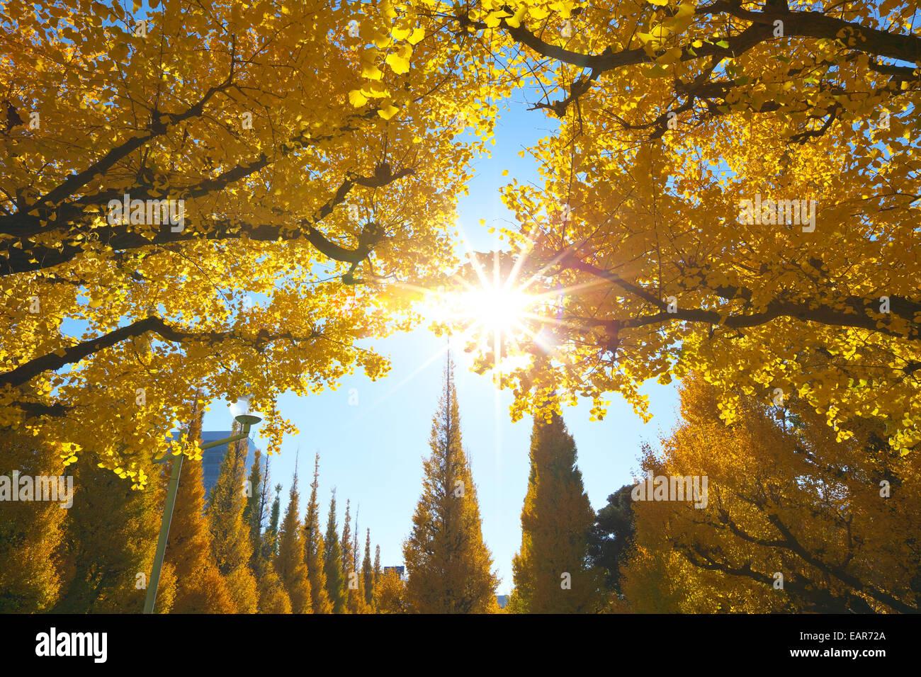 Feuilles d’automne Banque D'Images
