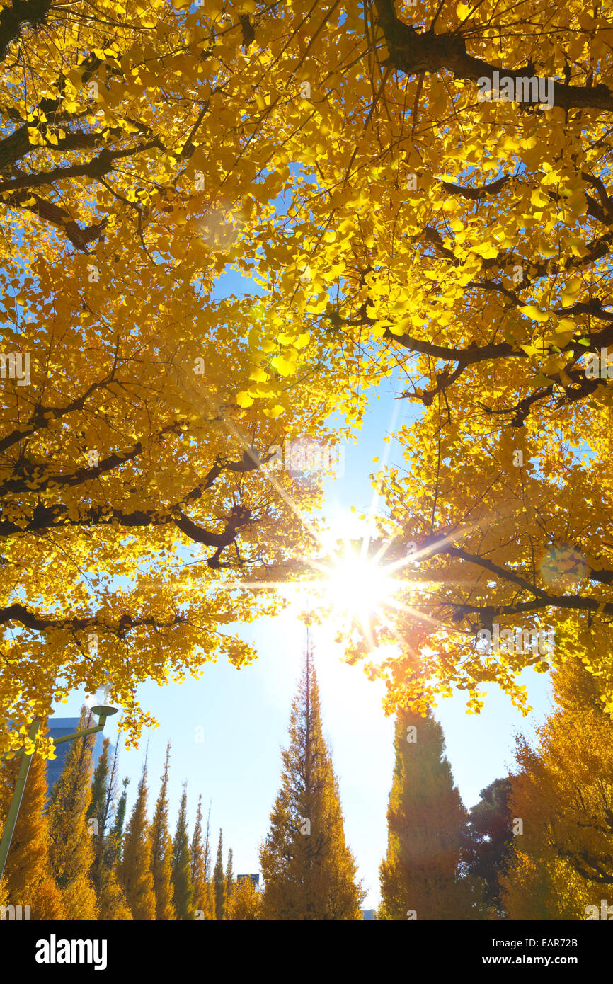 Feuilles d’automne Banque D'Images