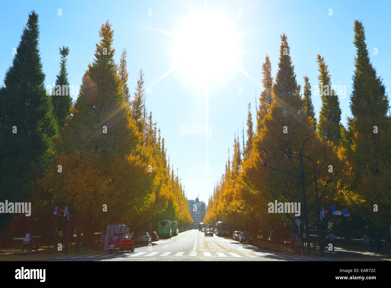 Feuilles d’automne Banque D'Images