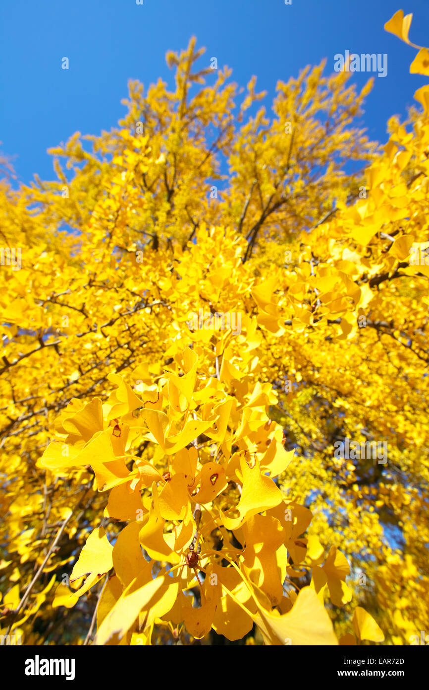 Feuilles d’automne Banque D'Images