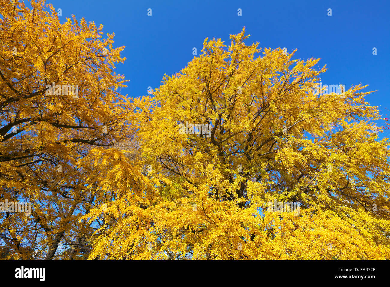 Feuilles d’automne Banque D'Images