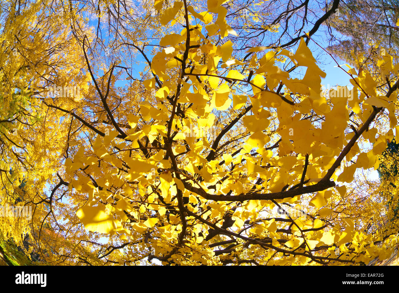 Feuilles d’automne Banque D'Images