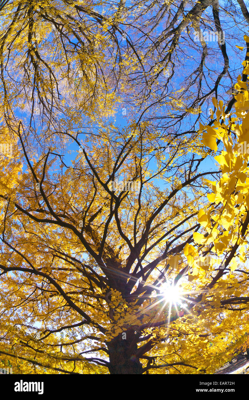 Feuilles d’automne Banque D'Images