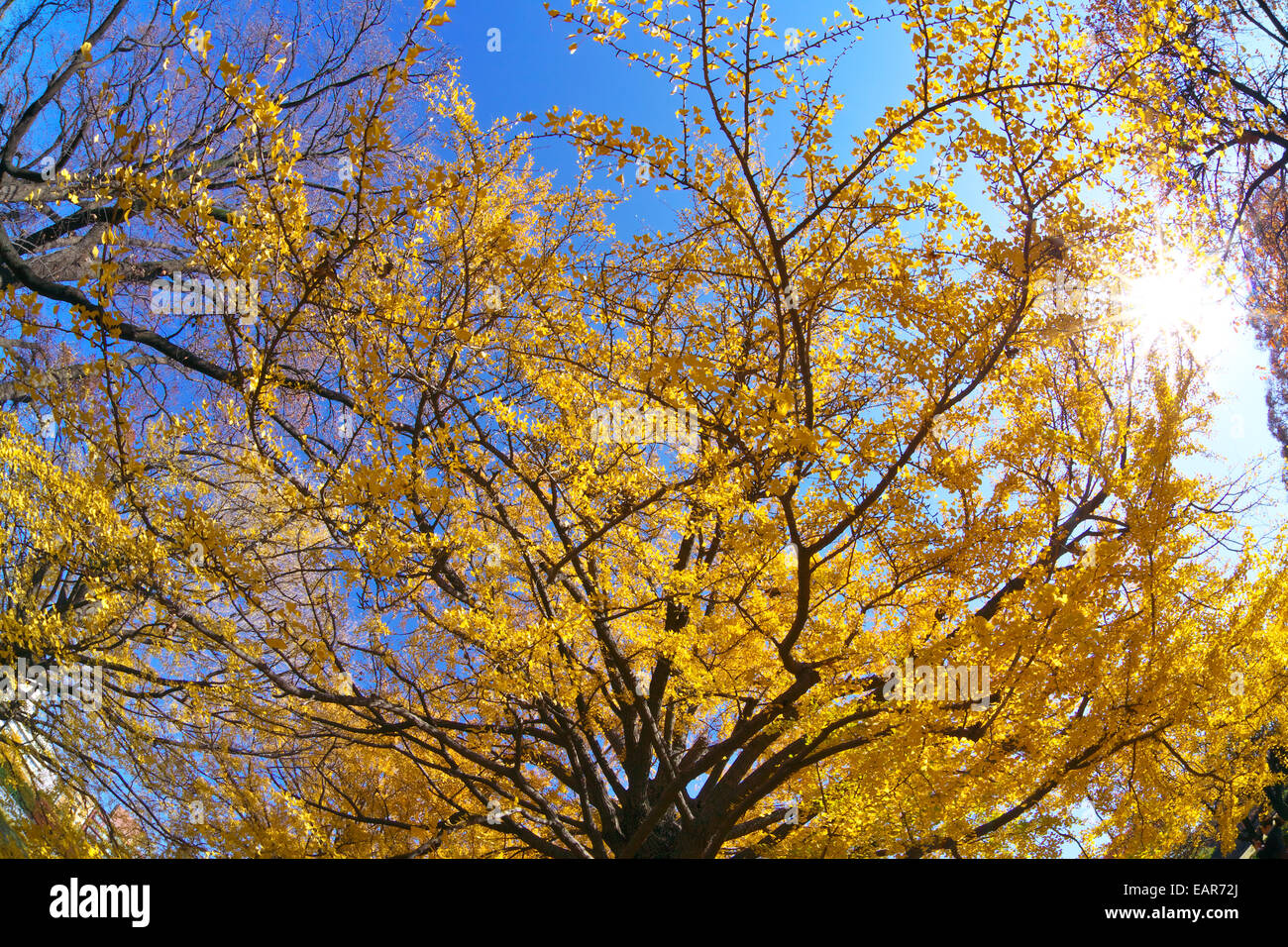 Feuilles d’automne Banque D'Images