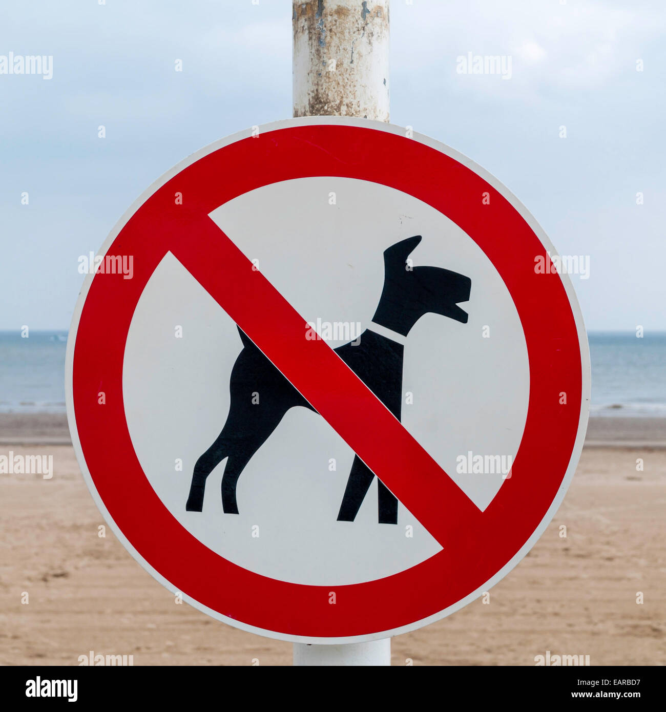 Un signe graphique montrant pas de chiens sur la plage Banque D'Images