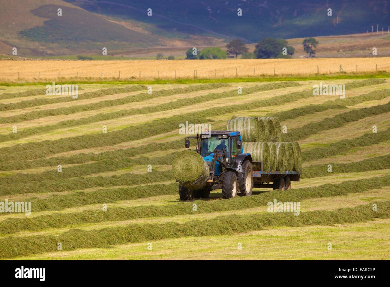 Le tracteur et la remorque qui transporte des ballots de foin. Eden Valley, Cumbria, England, UK. Banque D'Images