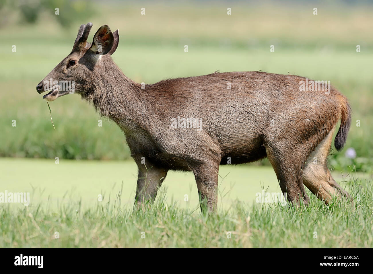 Sambar Sambar ou Deer (Cervus unicolor), homme, parc national de Keoladeo, Bharatpur, Rajasthan, Inde Banque D'Images