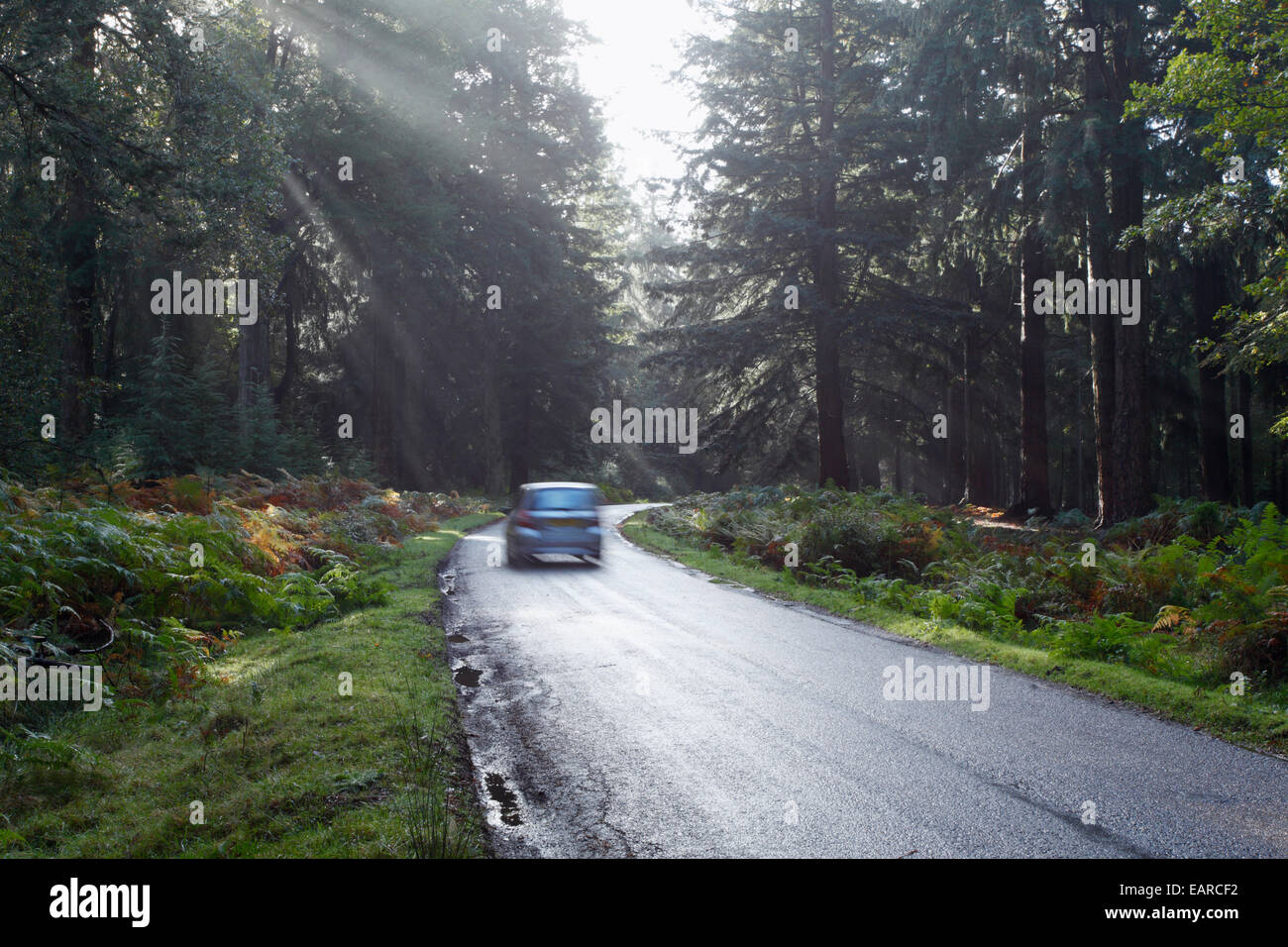 Rhinefield Ornamental Drive. Parc National de New Forest. Le Hampshire. L'Angleterre. UK. Banque D'Images