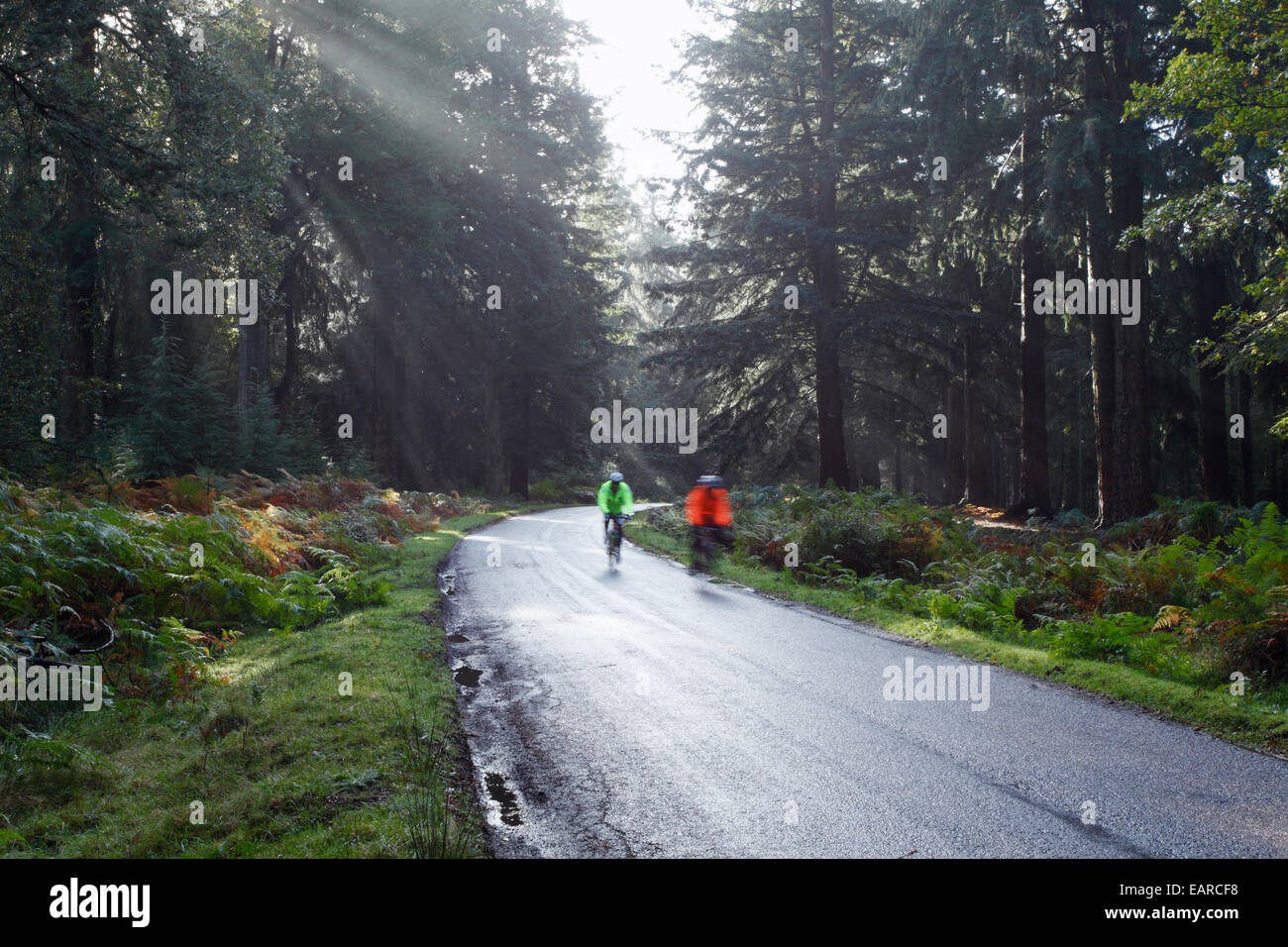 Les cyclistes le long de Rhinefield Ornamental Drive. Parc National de New Forest. Le Hampshire. L'Angleterre. UK. Banque D'Images