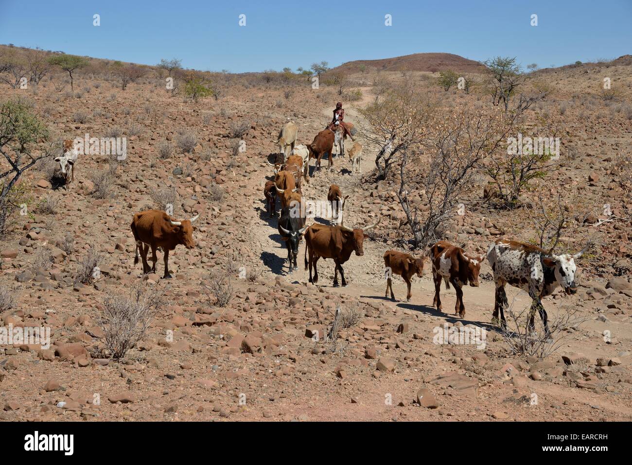 Femme Himba sur un âne avec son troupeau de vaches, Orupembe, Kaokoland, Kunene, Namibie Banque D'Images