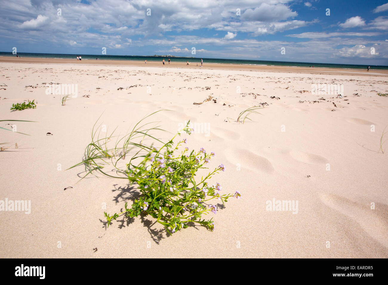 La roquette de mer, Cakile maritima, poussant sur un plage de Northumberland, Angleterre. Banque D'Images