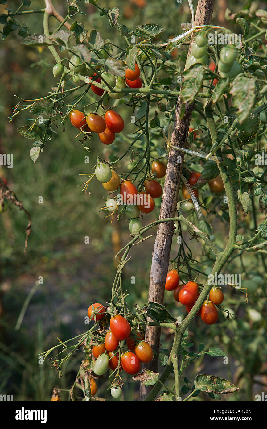 Plantation de tomates, tomates oeufs thaï Rose, Chiang Mai, la province de Chiang Mai, Thaïlande Banque D'Images