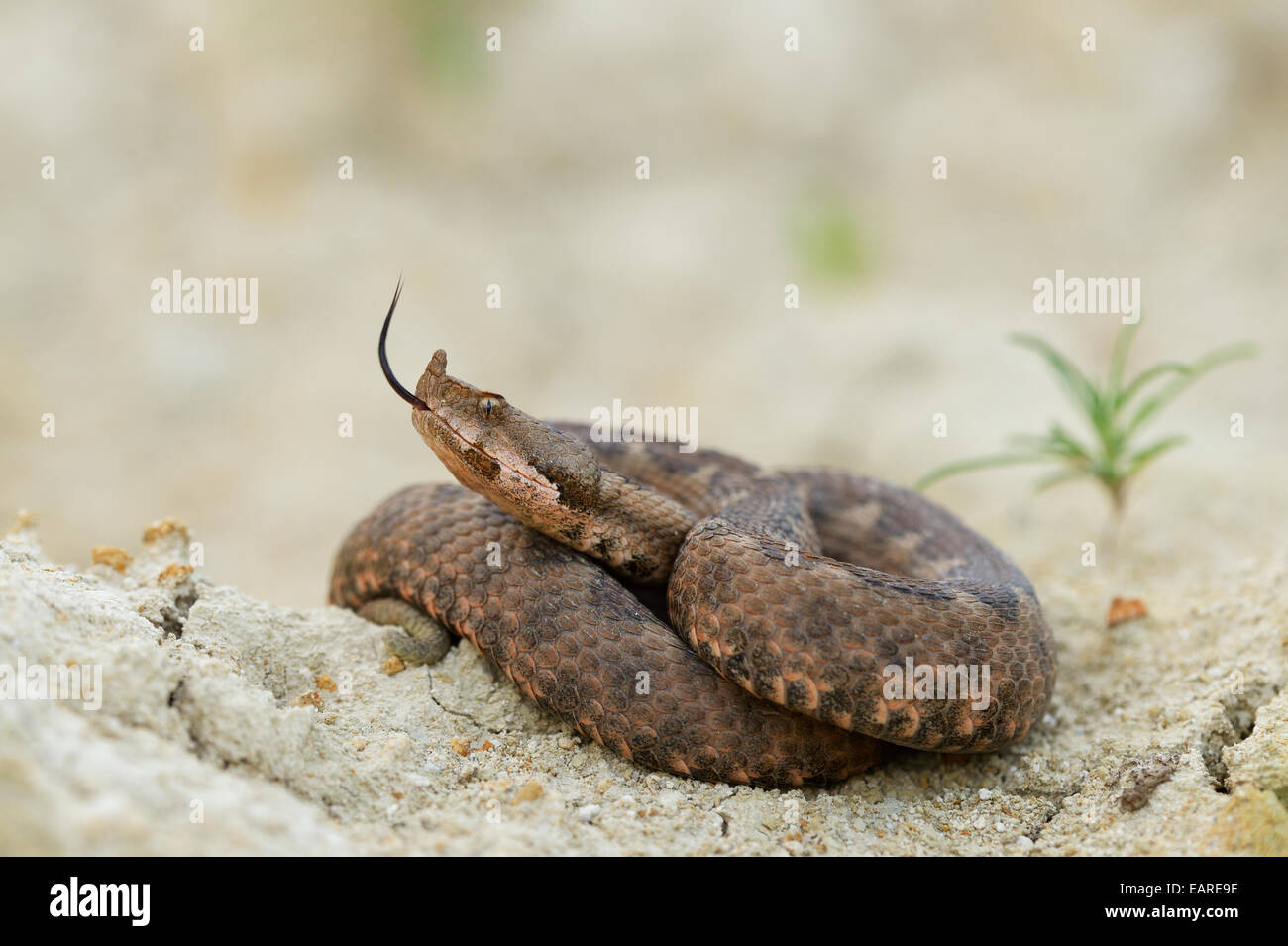 (Vipera ammodytes vipère à cornes), femme, dardant sa langue, région de Pleven, Bulgarie Banque D'Images