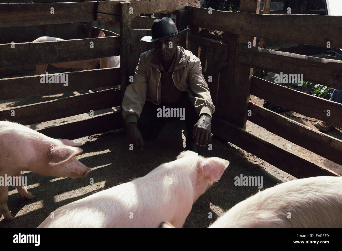 Un agriculteur kenyan accroupis à l'intérieur de son cochon sty dans une petite ferme dans la banlieue de Nairobi, Kenya. Banque D'Images
